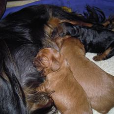 Cavalier king charles spaniel Cikca