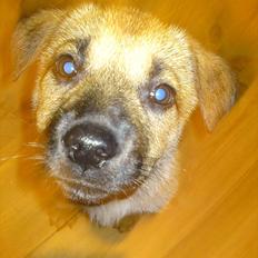 Blanding af racer Canadisk ulvehund/?? Navn Laika