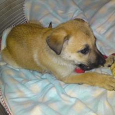 Blanding af racer Canadisk ulvehund/?? Navn Laika