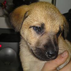 Blanding af racer Canadisk ulvehund/?? Navn Laika