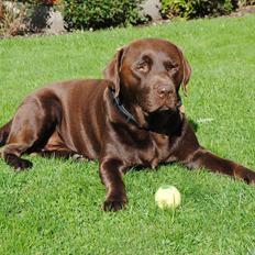 Labrador retriever Andy