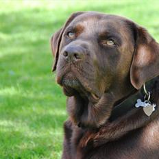 Labrador retriever Andy