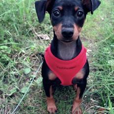 Dvaergpinscher Nellie <3 (Nellie Skovlund Asmussen) :)<3