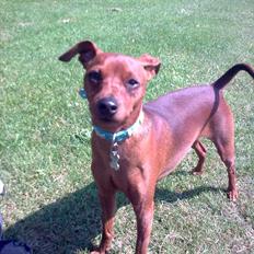 Dvaergpinscher rumledumle pot aka-hyleren