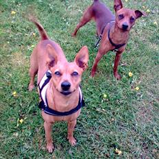 Dvaergpinscher rumledumle pot aka-hyleren