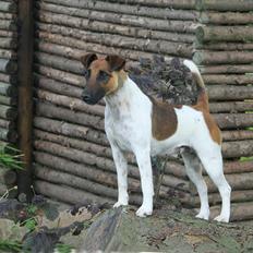 Glathåret foxterrier JE-MA SPOT MEX SPOT