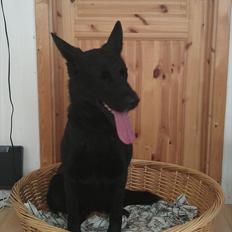 Schæferhund Diddie Von Tjarnshaget