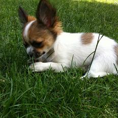 Chihuahua Papí