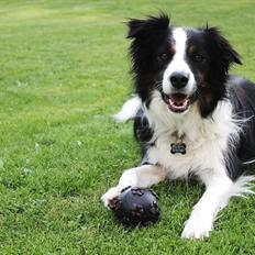 Border collie Mowgli