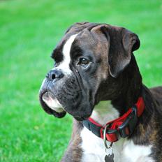 Boxer Branco von der suhla / Don