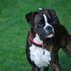 Boxer Branco von der suhla / Don