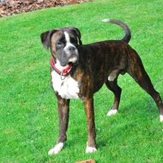 Boxer Branco von der suhla / Don