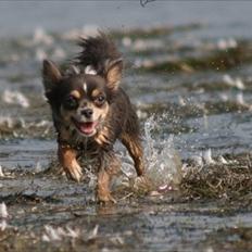 Chihuahua Fiona