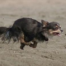 Chihuahua Fiona