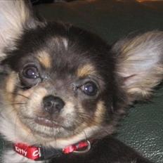 Chihuahua Fiona
