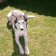 Siberian husky Lucky "himmel hund"