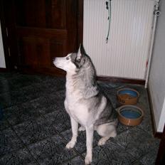 Siberian husky Lucky "himmel hund"