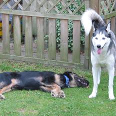 Siberian husky Lucky "himmel hund"