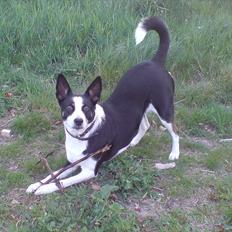 Blanding af racer Bella himmel hund 