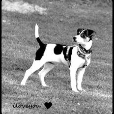 Dansk svensk gaardhund Stella <3