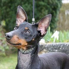 Engelsk toy terrier Shiny Lake´s Fab in Black´n Tan; Romeo