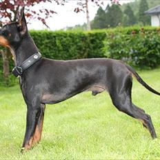 Engelsk toy terrier Shiny Lake´s Fab in Black´n Tan; Romeo