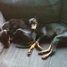 Engelsk toy terrier Shiny Lake´s Fab in Black´n Tan; Romeo