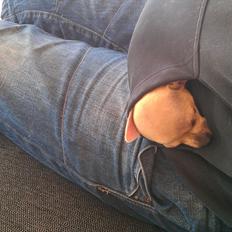 Chihuahua Coco Chanel