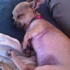 Chihuahua Coco Chanel