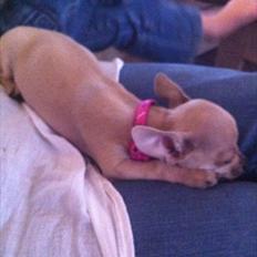 Chihuahua Coco Chanel