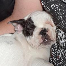 Fransk bulldog Hubert