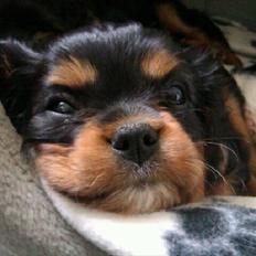 Cavalier king charles spaniel Malou