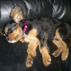Cavalier king charles spaniel Malou
