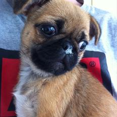 Blanding af racer Frk Ludwig Mops/griffon