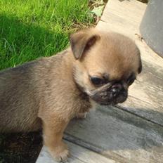 Blanding af racer Frk Ludwig Mops/griffon