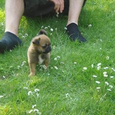 Blanding af racer Frk Ludwig Mops/griffon