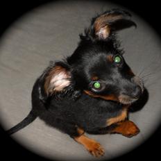 Prazsky krysarik Epic