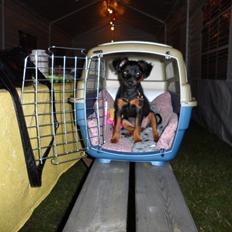 Prazsky krysarik Epic