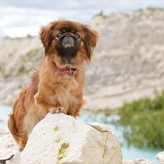 Pekingeser Sille - Prinsesse
