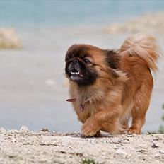 Pekingeser Sille - Prinsesse