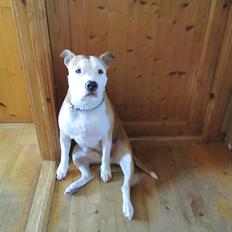 Amerikansk staffordshire terrier Northern Amstaffs Fuji
