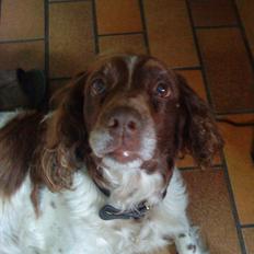 Engelsk springer spaniel Fæstibakkes Alicia (Freja) ^Ha det godt der oppe!^