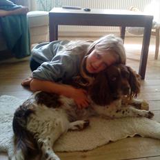 Engelsk springer spaniel Fæstibakkes Alicia (Freja) ^Ha det godt der oppe!^