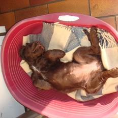 Tysk wachtelhund Raika vom Heidewald