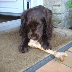 Tysk wachtelhund Raika vom Heidewald