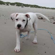 Blanding af racer Freja