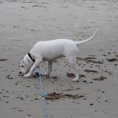 Blanding af racer Freja