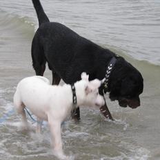 Blanding af racer Freja