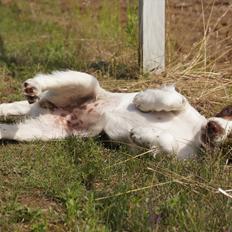 Engelsk springer spaniel Bina