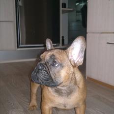 Fransk bulldog Bambus